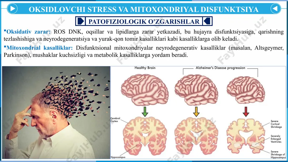rining ishlab chiqarilishi pasayadi, bu esa ozuqa moddalarining so'rilishini buzishi mumkin. gastroezofagial reflyuks kasalligi (gerd): qizilo'ngach sfinkterining zaiflashishi kislotali reflyuksiya ehtimolini oshiradi, bu esa gerdga olib keladi. divertikuloz: yo'g'on ichak devorlarining yoshga bog'liq zaiflashishi divertikullarning paydo bo'lishiga olib kelishi mumkin, bu yallig'lanishi mumkin (divertikulit). organlar sistemasida yuz beradigon o’zgarishlar qarish tabiiy hayot aylanishining bir qismi bo'lgan turli tizimlardagi fiziologik o'zgarishlarning ko'pligi bilan tavsiflanadi. biroq, bu o'zgarishlar patofiziologik sharoitlar rivojlanishi uchun qulay muhit yaratadi, ularning aksariyati keksa yoshdagi odamlarda kasallanish va o'limni oshiradi. hujayraning qarishi, oksidlovchi stress, surunkali yallig'lanish va strukturaviy o'zgarishlar o'rtasidagi o'zaro ta'sir to'qimalar funktsiyasining pasayishiga va yoshga bog'liq kasalliklarning boshlanishiga yordam beradi. ushbu jarayonlarni tushunish qarishning salbiy oqibatlarini boshqarish va oldini olish va sog'lom uzoq umr ko'rishni ta'minlash uchun juda muhimdir. image1.png image2.png image3.png image4.png image5.png image6.png image7.png image8.png image9.png image10.png image11.png image12.png image13.png image14.png image15.gif image16.png image17.png image18.png image19.png image20.gif image21.gif image22.png /docprops/thumbnail.jpeg