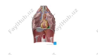 truncus brachiocephalicus — PPTX