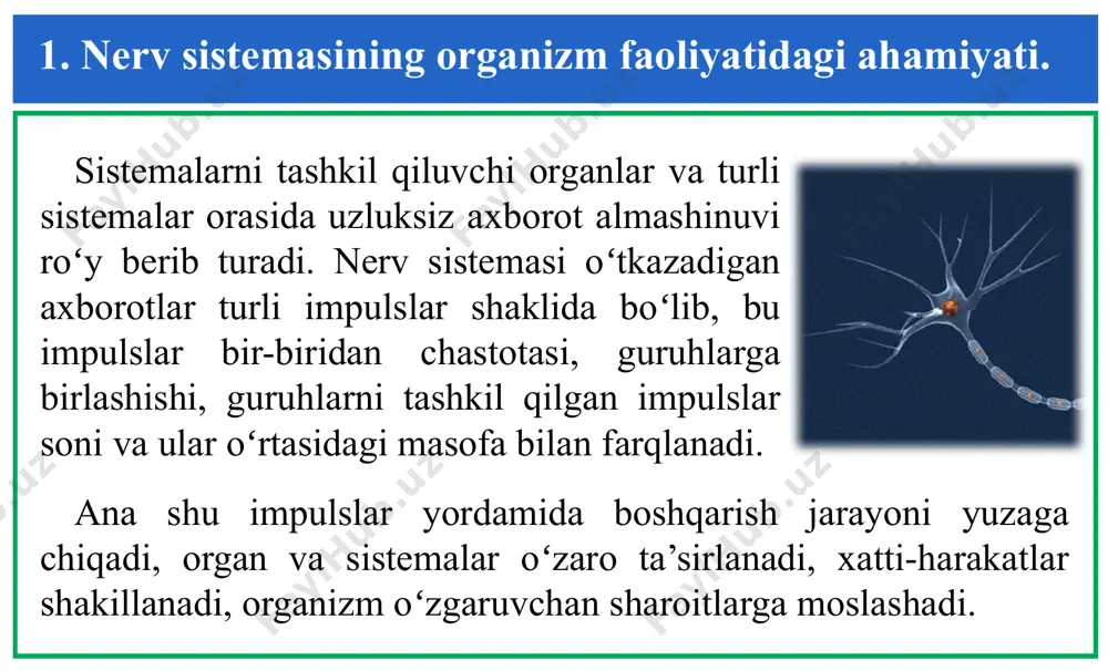a 3 ga teng boʻladi. bu hodisa okklyuziya tiqilib qolishi deyiladi. 2. nerv markazlari, ularning fiziologik xossalari. nerv markazi deganda muayyan refleksni yuzaga chiqarishga yoki ma’lum faoliyatni boshqarishga ixtisoslashgan neyronlar toʻplamini tushuniladi. nerv markazining oʻziga xos xossalari ham bor. 1. qoʻzgʻalishni bir tomonlama oʻtkazish. qaysi reflektor yoyni olmang, unda qoʻzgʻalish faqat efferent tola boʻylab markazga keladi va efferent tolaga oʻtadi. efferent neyrondan qoʻzgʻalish xech qachon afferent neyronga oʻtmaydi. 2. qoʻzgʻalishni toʻxtatib oʻtkazish. nerv markazining bu xossasihamsinaps faoliyatiga bogʻliq. afferent tola boʻylab yuqori tezlikda oʻtayotgan impulslar markaziga kelib ma’lum vaqtga toʻxtab qoladi, chunki markazda qoʻzgʻalish bir yoki bir necha sinapsdan oʻtishi kerak. 2. nerv markazlari, ularning fiziologik xossalari. 3. qoʻzgʻalishlar ritmini oʻzgartirish. markaz oʻziga keluvchi impulslar ritmini oʻzgartira oladi. bu hodisa ritmining transformasiyasi deyiladi. nerv markazlari yakka stimulga javoban markaz odatda bir necha efferent impuls shakillaydi. 4. nerv markazining charchashi. nerv markazlarining charchoqligi neyronlararo sinapslarda qoʻzgʻalish oʻtishining buzilishi bilan bogʻliq. bu …