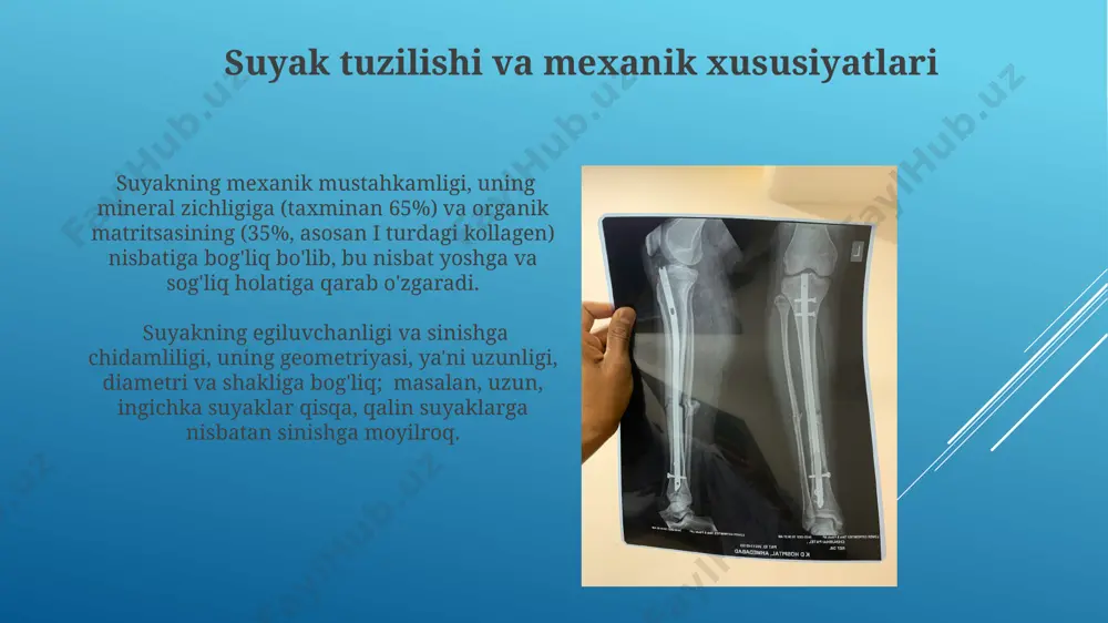 osteoporoz va suyak mo`rtligi - Page 5