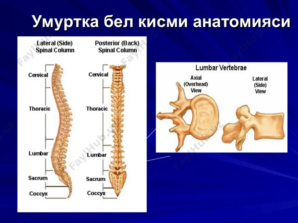 билан дискэктомия килинган. асосан купчилик холларда операциядан кейин бемор узига келгач неврологик симпто матика,яъни нерв стволини тортишиш симпто ми,илдизча ёки люмбоишальгик синдром, мушак-тоник синдроми регресси,тери сезгиси яхшиланиши кузатилган. даволаш натижалари эрта операциядан кейинги даврда 2та беморда дисцит холати кузатилди ва даволанишдан сунг согайди. 3та беморда ярани 2ламчи битиши кузатилди. 3та беморда постдекомпрессив шиш ва дисциркулятор радикуломиелоише мия натижасида неврологик симптома тикани транзитор прогресси кузатилди. операциядан кейинги кечки даврда чандикли эпидурит 8 беморда кузатилди ва консерватив даводан сунг коникарли невростатусга чикди.1таси ктг ва контраст текширувидан сунг реоперация, менингорадикулолиз килинди.2та беморда 1 ва 3йилдан сунг рецидив чурра булиб, 1таси шу томонда,1таси карамакарши томонда булган.1 ва 2 йилдан сунг 2 та беморда кушни сегментда диск чурраси хосил булган.3та бемор лигатур окма билан мурожаат этган,лигатура олингач яра битган. операциядан кейинги 1-3 ойдаги натижалар: аъло 206 (43,8%) , яхши 168 (35,8%), коникарли 69 (14,7%) , коникарсиз 27 (5,7%). 1 йилдан 3 йилгача даврдаги натижалар: аъло …