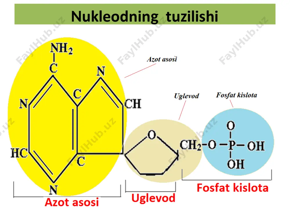 (qo‘shni nukleotidlar orasidagi masofa 0,34nm). 17. agar dnk fragmentining uzunligi 46,24 nm bo‘lsa, undagi nukleotidlar sonini hisoblang (qo‘shni nukleotidlar orasidagi masofa 0,34nm). 18. agar dnk fragmentining uzunligi 3026 a bo‘lsa, undagi nukleotidlar sonini hisoblang (qo‘shni nukleotidlar orasidagi masofa 3,4 a0). 45. dnk molekulasida 840 ta vodorod bog’i bor. shu bog’larning 20% i a va t o’rtasida joylashgan. shu dnk molekulasining uzunligi (1) va undagi nukleotidlar sonini (2) toping. a) 209,44 nm; b) 52,36 nm; c) 104,72 nm; d) 285,6 nm; f) 616 ta; j) 308 ta; k) 1680 ta a) 1-a, 2-f b) 1-b, 2-j c) 1-c, 2-f d) 1-d, 2-k 46. hujayradagi i-rnk molekulasida 80 ta urastil nukleotidi mavjud. shu i-rnk zanjiridan teskari transkripsiya jarayonida sintezlangan dnk molekulasining bitta zanjirida sitozin nukleotidlari soni i-rnk dagi uratsil nukleotidlari sonidan 3 marta ko’p, guanin nukleotidlari soni 2 marta kam. dnk ning shu bitta zanjiridagi timin nukleotidlari miqdori guanin va sitozin nukleotidlari …