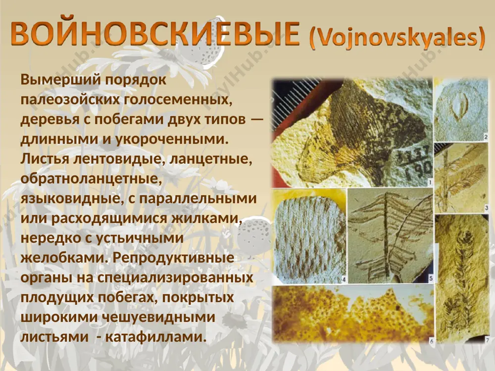 остатки растений в ископаемом состоянии - Page 4