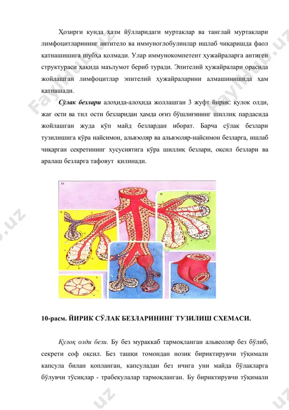 авжуд, апикал цитоплазмада кўпгина секрет доналари жойлашади. уларнинг миқдори ҳужайранинг иш ҳолатига кўра ўзгариб туради. оқсил секрециясида иштирок этувчи ҳужайралари орасида ҳужайралараро секретор най бўлиб, ҳужайра маҳсулоти шу най орқали ацинус бўшлиғига тушади. ацинуснинг иккинчи ҳужайраси ацинус ҳужайраларини ўзининг узун ўсимталари билан ўраб турувчи ва ацинус ҳужайраси билан базал мембрана ўртасида жойлашган миоэпителиал ҳужайралардир. миоэпителиал ҳужайралар оғиз бўшлиғи эпителий ҳужайраларининг ҳосиласи бўлсада, бажарадиган фаолияти - қисқариш функцияси мушак элементларини эслатади. бу ҳужайралар ацинус эпителий ҳужайраларини ҳар томондан ўраб турганлигидан улар «саватсимон ҳужайралар» деб ҳам аталади. миоэпителиал ҳужайралар цитоплазмасида жойлашган махсус қисқарувчи фибриллалар бу ҳужайранинг ацинус эпителийсини сиқиб, ҳужайра сечретини ацинус бўшлиғига чиқариб беришни таъминлайди. безнинг чиқарув найлари бўлакчалар ички, бўлакчалараро найлардан ва безнинг умумий найидан иборат. бўлакчалар ички найи ўз навбатида киритма най ва сўлак найларидан ташкил топган. 2- расм. қулоқ олди безининг катталаштирилган бўлакча фрагменти. гем. – эозин. 1 – безнинг оҳирги бўлими, 2 – миоэпителиал ҳужайралар, 3 – …