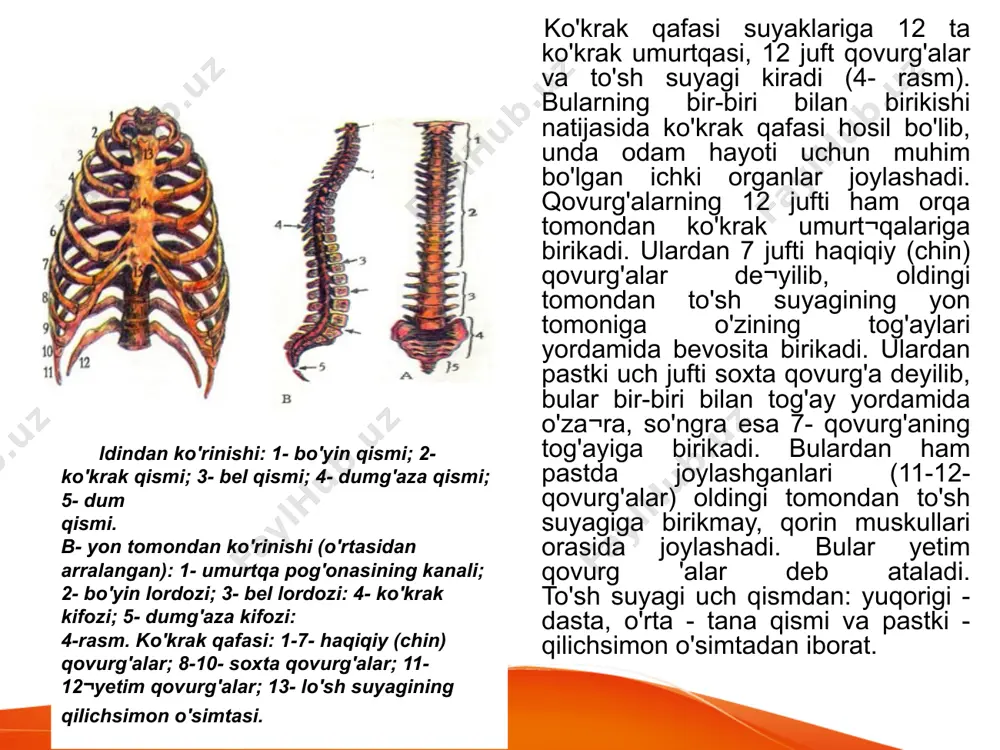 tlarning bajarilishi bu suyaklar funksiyasini oshirib, ularning rivoj!anishiga va mustah¬kamlanishiga sabab bo'lgan. 6-rasm. oyoq suyaklari. . 1- chanoq suyagi; 2 - son suyagi; 3 - chanoq¬son bo'g'imi; 4- tizza qopqog'i suyagi; 5- katta boldir suyagi; 6- kichik boldir suyagi; 7- tovon suyagi; 8- oyoq kafti suyaklari; 9- panja suyaklari. suyaklarning birikishi yuqorida tan a suyaklari bayon etilganda ularning bir-biriga birikishi haqida qisqacha ma'lumot berilgan edi. shu bilan birga, bu birikish ularning harakatlanishida muhim ahamiyatga ega. odam tanasidagi 206 ta suyakning hammasi bir-biri bdan ikki xii: hara¬katsiz va harakatli birikadi. suyaklarning h,1 rakatsiz (oraliqsiz 3 uzluksiz) birikishigh bosh, umurtqa va chanoq suyaklarining bir-biri bilan tutashuvi misol bo'ladi. ular boylamlar, tog'aylar, suyak chokjari yordamida bir¬biriga birikadi. bosh suyagi peshona, tepa, chakka, ensa kabi alohida suyak¬lardan iborat bo'lib, bola o'sgan sari ular chok yordamida bir-biriga birikib, yaxlit bosh suyagini hosil qiladi. bu suyaklar bir-biriga uzluk¬siz - zich birikkanligi uchun ular harakatsiz bo'ladi. aksariyat …