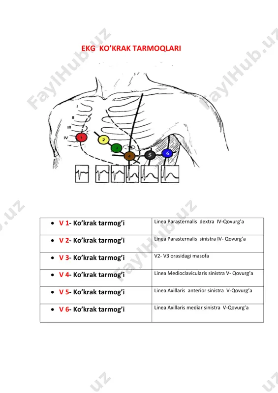sekund • t - tishcha qorincha repolyarizatsiya 5-18mm, 0.1-0.25 sekund ekg segmentlari • r – r interval yurak sikli 0.7-1 sekund • p – q interval bo’lmacha qo’zg’alishi 0.12-0.2 sekund • q-r-s kompleks qorincha sistola • q – t interval qorincha sistola 0.33 sekund • s – t segment repolyarizatsiya 0.4 sekund ekg o’qish qoidalari ❖ 1 ritm sinusligini aniqlash yurak o’tqazuvchi tizimiga sinus tugun, atrioventrikulyar tugun, giss tutami va purkine tolalar kiradi sinus tugun – yurak ritmini boshqaruvchi asosiy tuguni ritm sinusligini aniqlash uchun p tishcha holati baholanadi normada ritm sinusli bo’lmaganda p tishcha quyudagicha joylashadi p tishcha musbat bo’ladi ( yuqoriga qaragan) ii standart tarmoqda p tishcha manfiy bo’ladi ( pastga qaragan) avr da ❖ 2 чсс – yurak qisqarish soni aniqlash чсс= 60/(r-r x t) formula • 1r-r intervali orasidagi katta katakchalar sanaladi va har katta katakchalar ichida 5 ta kichik katakchalar borligi uchun 5 ga ko’paytiriladi …