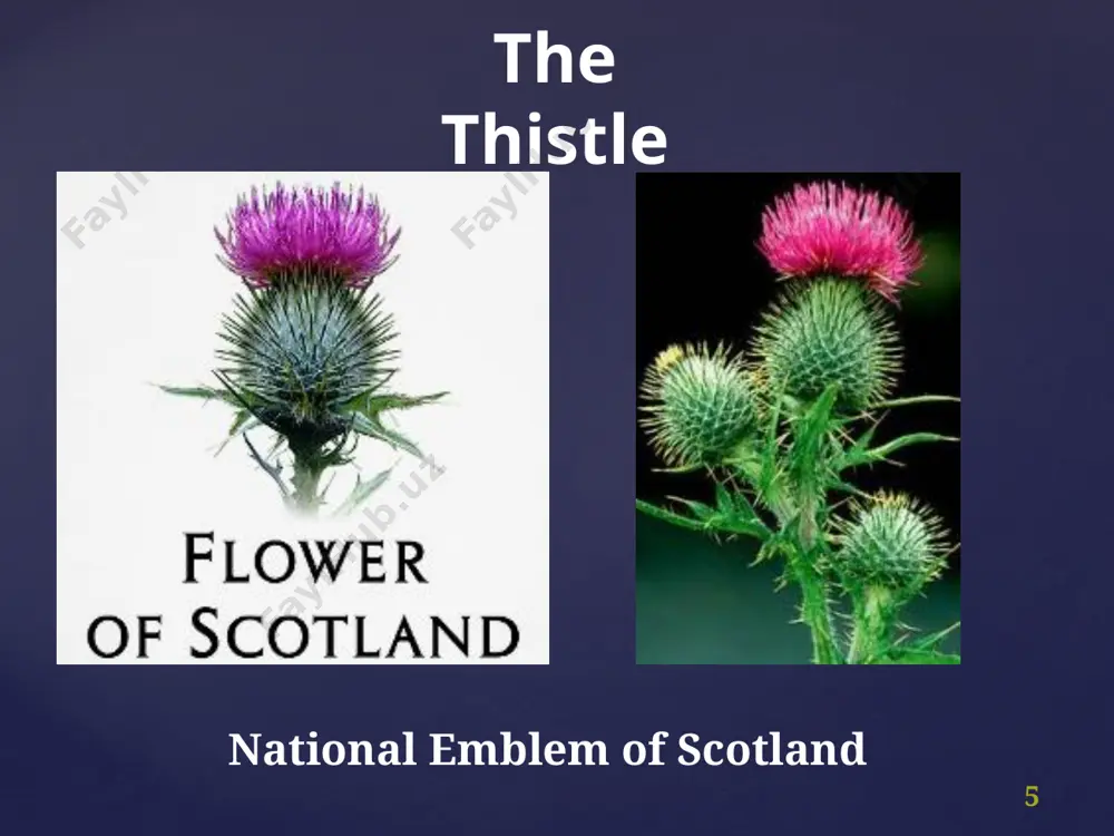 scotland’s national flag - Page 5