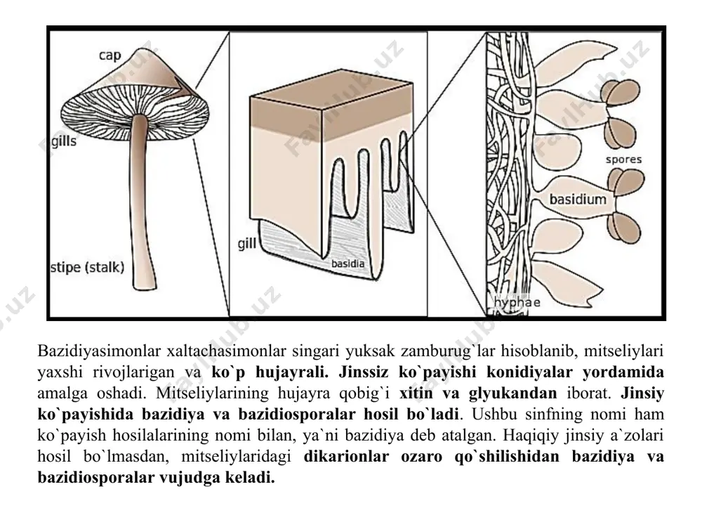 (sterigma) va bazidiosporalari joylashgan. yuqorida aytib o`tilganidek, bazidiosporalar genetik jihatdan gaploid bo`ladi. shuning uchun gimenomitsetlarning bazidiosporalaridan hosil bo`lgan birlamchi mitseliy ham gaploid. bunday gaploid mitseliylardan hech qachon mevatana hosil bo`lmaydi. mevatana hosil bo`lishi uchun ana shunday har xil bazidiosporadan hosil bo`lgan ikkita mitseliy o`zaro qo`shilib, dikariotik mitseliyni yuzaga keltiradi. zamburug`ning bundan keyingi mitseliylari to bazidiya hosil qilgunga qadar dikariotik holga o`tadi. afilloforanamolar qabilasi - aphyllophorales mevatanalari va gimenoforlari xilma-xil tuzilishga ega. afillofora so`zi plastinkasiz degan ma`noga ega bo`lib, gimenofori asosan naysimon, lekin bir qator vakillarida silliq, g`adirbudur, so`galsimon, tikanaksimon va burma shakilarida ham bo`lishi mumkin. afihiofora sozi “plastinkasiz” degan ma`noni anglatsa-da, ayrim plastinkali zamburug`lar yog`ochsimon yoki terisimon konsistensiyasiga asosan ushbu qabilaga kiriti igan (masalan, kantarelladoshlar oiiasi). naysimon gimenoforli vakillarining gimenial qatiami mevatananing etidan erkin ajralmaydi. https://www.youtube.com/watch?v=9ije7lzj-ii chin po`kak (fomes fomentarius) zamburug`ining umumiy ko`rinishi agarikanamolar qabilasi - agaricales ushbu qabila vakillarining mevatanasi yumshoq, bir yiliik bo`lib, yaxshi shakiiangan oyoqcha va qalpoqchalari …