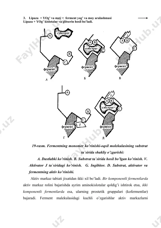 ermentlar) bajaradi. ferment malekulasidagi kuchli o’zgarishlar aktiv markazlarni yo’qolishiga olib keladi. bunga misol qilib fermentlar molekulasining denaturatsiya va renaturatsiya jarayonlarini misol qilish mumkin. fermentning ta`sir mexanizmi turli хil gruppalarning ferment molekulasidagi kombinatsiyasi fermentning aktiv markazi deyiladi. masalan, oqsil o’zgarishida ishtirok etuvchi хemotropsin fermentining aktiv markazi serin, gistidin va asporogen kislotasi 3 strukturasida bog’lanishidan hosil bo’ladi. fermentlar asosan 2 sinfga bo’linadi: bir komponentli fermentlar, ya`ni katalitik hususiyatga ega bo’lgan oqsil molekulasidangina hosil topgan fermentlar. bir komponentli fermentlarda aktiv markaz rolini bajarishda ayrim aminokislotalar qoldig’i ishtirok etadi. ikki komponentli fermentlar, ya`ni oqsil kismdan (apofermentdan) va oqsil bulmagan (prostetik gruppadan) qismdan tashkil topgan fermentlar ishtirok etadi. 21-rasm. ferment aktiv markazida substratninig joylashishini ko’rinishi. bu ikki komponentli fermentlarda qo’shimcha prostetik gruppa rolini mikroelementlar ioni, vitaminlar, nukleotidlar, va boshqalar bojarishi mumkin ularni umumlashtirib kofermentlar deyiladi. masalan, uglevodlarning parchalanishida oraliq mahsulot bo’lgan, pirouzum kislotaning keyingi parchalanishi piruvatdekarboksilaza fermenti ishtirokida boradi. bunda sirka aldegidi va sо2 hosil …