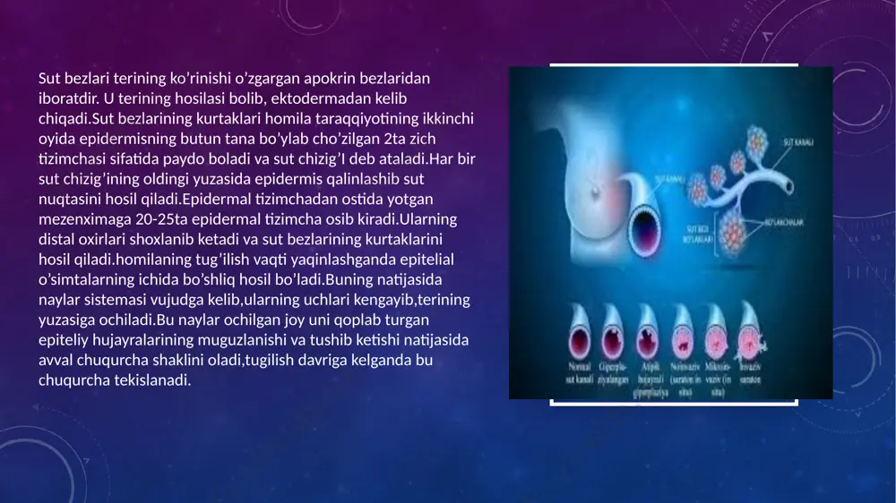 yadi va sut sinuslarini hosil qiladi.ular so’rg’ichda torayib,uning cho’qqisida 0,4-0,7mm diametrdagi sut teshiklarini hosil qilib ochiladi.sut teshiklarining soni sut yo’llarining sonidan kamdir.sut sinuslari alveolalarda ishlanadigan sutning yig’iluvchi rezervuari hisoblanadi. ayol ko'krakning strukturasi turli diametrli kanallar, yog 'to'qimalari va biriktiruvchi, bo'g'inlar hosil qiluvchi glandular to'qimadir. ko'krakning asosiy tarkibiy qismlari - alveol, bu esa vesikulning bir turi. uning ichki qismi hujayralar bilan qoplangan, vazifasi esa sut ishlab chiqarishdir (laktotsitlar). alveolalar nerv va qon tomirlari bilan qo'shilib ketadi. homiladorlik paytida bolaning tug'ilishi bilan sut ishlab chiqarishni boshlash uchun alveolalar o'sadi. 150-200 alveollarning assotsiatsiyasi zaif, 30-80 gacha bo'lgan loblar bir qismi. ayol ko'krak bezi qurilmasida bir-biri bilan birlashib, ko'krak bilan tugaydigan kanallarni chiqaradigan 15-20 ta aktsiyalar ajratiladi. ushbu muskul tolalari membranani erektsiya qilishga javob beradi. loblar va lobulalar o'rtasida ko'krakning o'ziga xos skeleti hosil qiluvchi birikma to'qimadir sut yo’llari diametriga qarb bir qavatli kubsimon yoki silindrsimon epiteliy bilan qoplangan.so’rg’ichga yaqinlashgan sari epiteliy ikki qatorli …