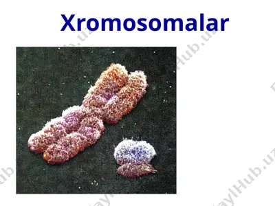 xromosomalar 2 — PPTX