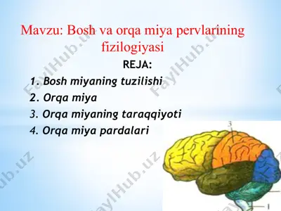 bosh va orqa miya pervlarining fizilogiyasi — PPTX