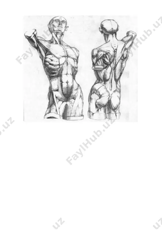 anatomik bosh qalamtasvirini ishlash (ekorshe gudon modeli). - Page 2