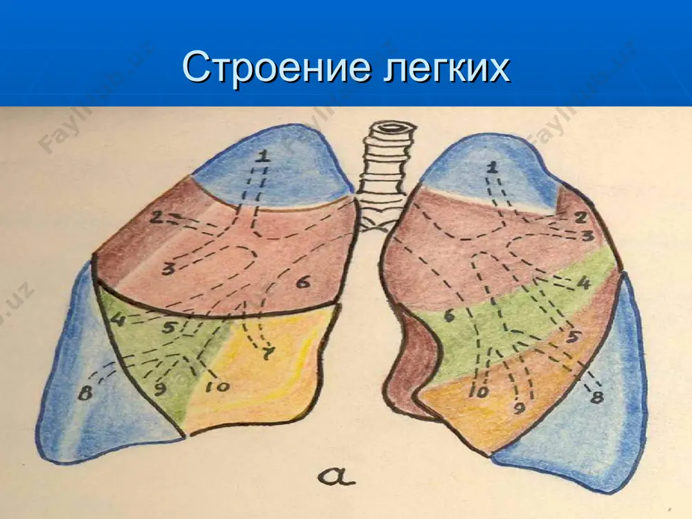 lar 2 xafta- 2 oy rinosintitsial virus, adenovirus, paragripp virusi s.aureus,gramnegativ enterobakteriya, c.trachomatis 2 oy- 1 yosh rs-virus,paragripp, gripp a , v,adenovirus, rinovirus enterovirus,kizamik va kizilcha koronovirusi,suv chechak virusi s.pneumoniae,h. influenzae,m.pneumoniae,c. pneumoniae, s.aureus, s.pyogenes 5-7 yosh rinosintitsial virus, paragripp 3i 1 tur,gripp a va v, adenovirus s.pneumoniae, m. pneumoniae, h.influenzae, c. pneumoniae 7 yoshdan katta gripp a va v, paragripp 3 i 1 turi m.pneumoniae s.pneumoniae c.pneumoniae gospital pnevmoniya etiologiyasi bo'limlar profili patogenlar reanimatsiya, orit,xirurgiya yiringli ko'k tayoqcha,tillarang va epidermal stafilokokk,ichak tayoqchasi, klebsiella, atsinetobakter, kandida onkogematologiya yiringli ko'k tayokcha,tillarang va epidermal stafilokokk,ichak tayoqchasi , enterobakteriyalar, aspergillyus terapevtik bo'limlar tillarang va epidermal stafilokokk, klebsiella ventilyator_assotsiyalangan pnevmoniya:erta- kechki- yoshning etiologik strukturasiga mos ps.aeroginosaes,s.marsensens,acinetobak_ter spp., s.aureus, klebsiella, e.coli, candida shifoxonada parvarish immunokomprement bemorlarda pnevmoniya etiologiyasi bemorlar guruhi patogenlar chala tug'ilgan bolalar pneumociysta carinae,ure aplazma urealitica neytropeniyali bemorlar gramnegativnie enterobakteriyalar, kandida birlamchi hujayra immuntanqisligi bor bemorlar pneumociysta carinae, kandida birlamchi gumoral immuntanqisligi bor bemorlar …