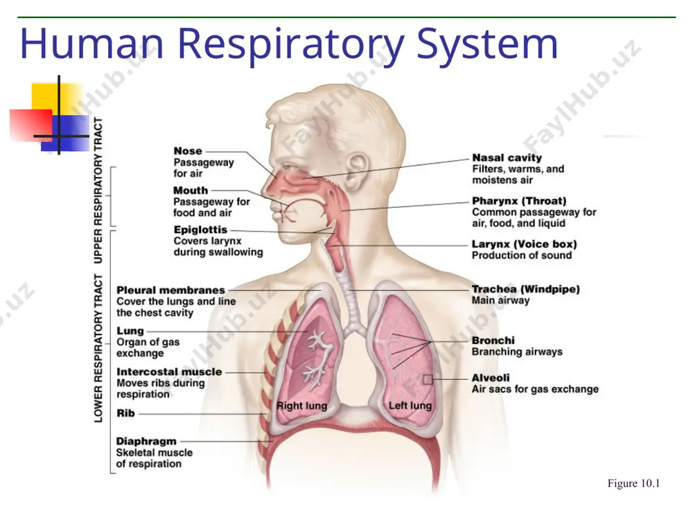 vital capacity tidal volume: volume of air inhaled and exhaled in a single breath dead space volume: the air that remains in the airways and does not participate in gas exchange vital capacity: the maximal volume that can be exhaled after maximal inhalation inspiratory reserve volume: the amount of air that can be inhaled beyond the tidal volume measurement of lung function lung volumes and vital capacity (continued) expiratory reserve volume: the amount of air that can be forcibly exhaled beyond the tidal volume residual volume: the amount of air remaining in the lungs, even after a forceful maximal expiration measurement: spirometer measurement of lung function (cont.) gases diffuse according to their partial pressures external respiration: gases exchanged between air and blood internal respiration: gases exchanged with tissue fluids oxygen transport: bound to hemoglobin in red blood cells or dissolved in blood plasma carbon dioxide transport: dissolved in blood plasma, …