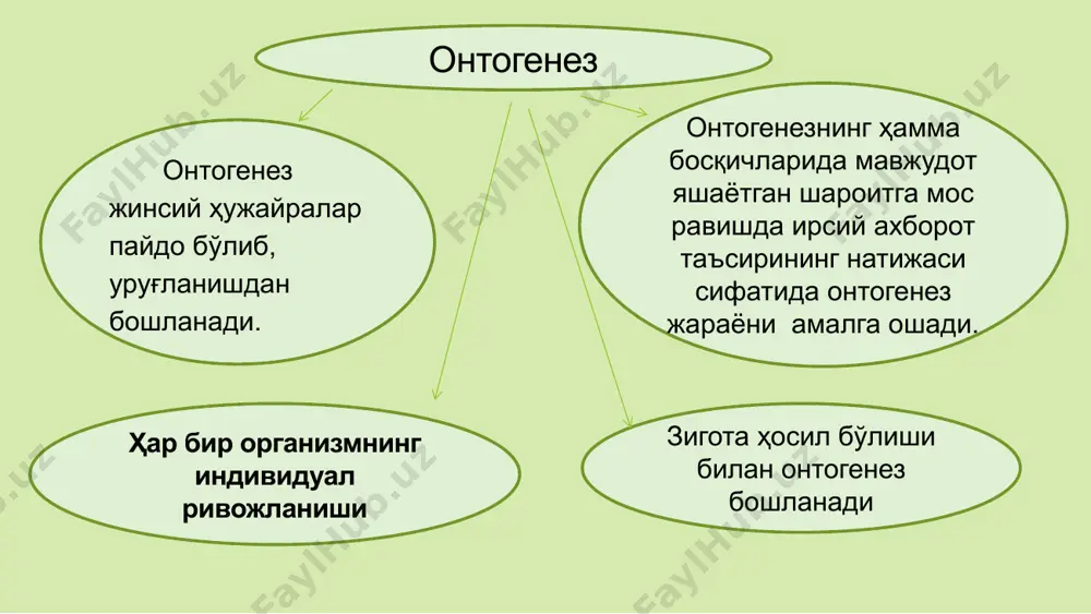 ланиши (фарқланиши) бундан ташқари цитоплазмада ооплазматик сегрегация – моддаларнинг цитоплазмада танлаб тарқалиши юзага келади тухум ҳужайра вегетатив ва анимал қутбларга эга бўлади гаметогенез—жинсий ҳужайралар (гаметалар) нинг ривожланиш жараёни бўлиб, икки йўналишда боради: сперматогенез ва овогенез. сперматогенез - сперматазоидларнинг ривожланиши бўлиб уруғдоннинг эгри каналчаларида кечади. сперматозоидларнинг ҳосил бўлиши (сперматогенез) да 4 та босқич тафовут қилинади: кўпайиш ; ўсиш ; етилиш ; шаклланиш (спермиогенез). овогенез - тухум ҳужайранинг ривожланииши жараёни бўлиб, у тухумдонда кечади. овогенез жараёни тухумдонда юзага келиб, учта босқичда амалга ошади: 1.кўпайиш; 2.ўсиш; 3.етилиш. гаметогенез – бирламчи жинсий ҳужайранинг пайдо бўлиши, унинг жинсий аъзода ўрнашиши, шу ерда аввал митоз йўли билан кўпайиши, сўнг мейоз усулида хромосомалар сонининг камайиши, етилиши, шаклланиши прогенез- бу зигота шаклланишида иштирок этувчи жинсий ҳужайраларнинг ҳосил бўлиш ва етилиши жараёнидир. гаметаларда мутаген генларнинг мавжудлиги бўлғуси авлод соғлиғи учун салбий таъсир кўрсатади. прогенез патологияси гаметаларда содир бўлган барча ўзгаришларни ўз ичига олади. овогенез жараёни ҳомила она қорнида ривожланишининг …