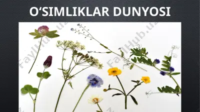 o‘simliklar dunyosi — PPTX