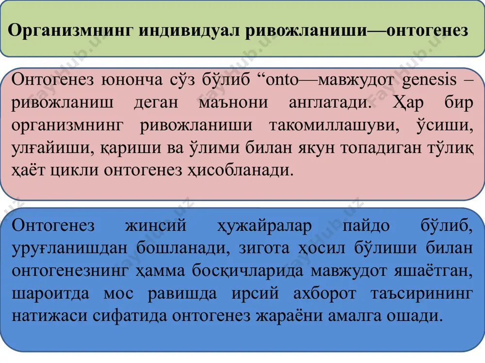 елолецитал полилецитал ўтателолецитал сентролецитал овогенезнинг сперматогенездан фарқи 1) овгонийларнинг кўпайиш даври туғилишгача тугайди 2) овогензда ўсиш даври сперматогенездагига қараганда узунроқ ва суст ўсиш босқичига эга бўлиб, бунда ядро ва цитоплазманинг катталашуви кузатилади ҳамда сариқлик киритмаларини тўплайдиган тез ўсиш даври мавжуд 3) овогенезда битта бирламчи овоциддан битта йетук жинсий ҳужайра ҳосил бўлади, сперматогенезда эса битта бирламчи спермациддан 4 та жинсий ҳужайра ҳосил бўлади 4) шакилланиш босқичи фақат сперматогенез учун характерлидир. тухум ҳужайранинг шакилланиши уруғланиш даврига тўғри келади одамнинг замонавий репродуктив стратегияси одамнинг замонавий стратегияси қуйидагиларни ўз ичига олади: ирсий касалликларнинг пренатал диагностикасини; бепуштликнинг олдини олиш методларини қўллаш: сунъий уруғлантириш тухум ҳужайрани пробиркада уруғлантириш “суррогат оналик” фойдаланиб эмбрионни трансплатация қилиш; тухум ҳужайра ва ембрион донорлик эмбрионал давр тухум ҳужайрасининг сперматозоид билан оталаниши яъни зигота ҳосил бўлиши билан бошланади (эбриогенез даври). эмбрионал даврнинг тугаш вақти онтогенезнинг турига боғлиқ бўлиб, личинкали турда личинканинг тухумдан чиқиши билан она қорнида ривожланувчи турларда туғилиш вақти билан тугайди. …