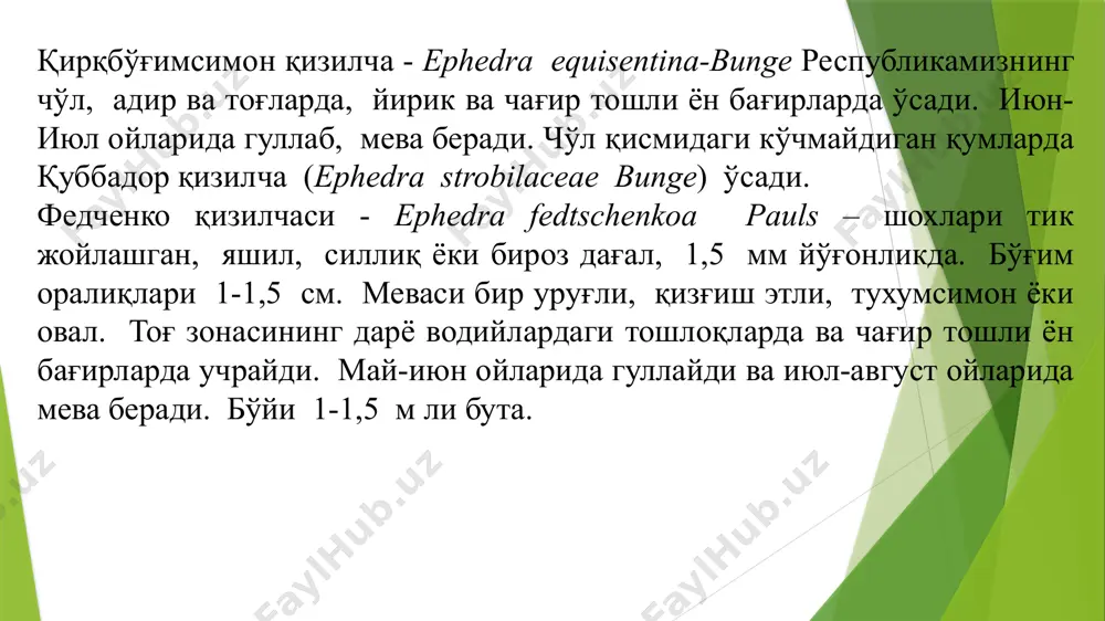 и ўтгандан кейин иккинчи йил уруғ етилади. бу вақтда қуббалар 4-6 см узунликка эга бўлади. шундай қилиб, қарагайдошлар оиласи попоротникларга нисбатан бир қанча белгилари билан ҳарактерланади. жумладан гаметофит умуман мустақиллигини йўқотгандир, улар спорафитдан ҳосил бўлади. оталаниш сувсиз муҳитда рўй беради. қарағайда уч хил қуббаларни кўриш мумкин. 1. қизил майда қуббалар чангланиш рўй беради. 2. яшил йирик қуббаларда оталаниш рўй беради. 3. жигар ранг қуббаларда уруғ ҳосил бўлади. 3. сарвидошлар оиласи. бу оилага бир ёки икки уйли дарахт ва бута ўсимликлари киради. сарвидошлар оиласида 20 та туркум ва 150 та тур бўлиб, улар ичида энг ҳарактели туркумлар арча, туя, биоталардир. уларнинг барглари кўпинча тангачасимон ба`зан нинасимон кўринишда бўлиб, қарама-қарши ёки халқасимон шаклда жойлашган. одатда ёш дарахтларда нинабаглар пайдо бўлиб, сўнгра тангачасимон шаклга киради. урғочи қуббалар яшил рангли бўлиб, улар 3та ёки кўпроқ тангачасимон уруғчи барглардан (уруғ куртакдан тузилган. уларда 10 та гача уруғ ривожланади. эркак қуббалари сарғиш рангли 3-6 та чангдони …