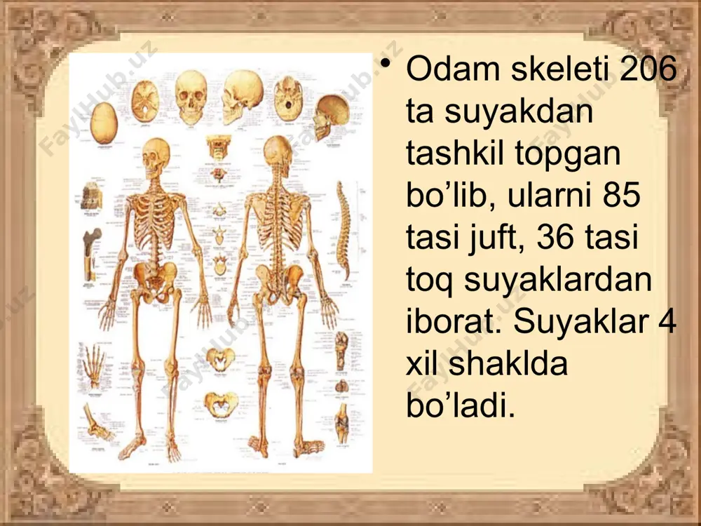 suyaklar tuzilishi va birikishi - Page 3