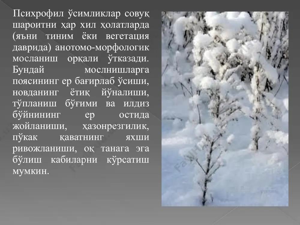 инг сувга бўлган талаби, ҳар хил намлик шароитларда яшаши ҳамда мослашишларига кўра тўрт асосий гуруҳга ажратилади: 1. сувда яшовчи (ўсимликлар-гидрофитлар, ҳайвонлар-гидрофиллар). 2. ортиқча намликда яшовчилар (гидрофитлар, гигрофитлар). 3. ўртача намликда яшовчи (мезофитлар, мезофиллар). 4. қурғоқчил шароитда яшовчилар (ксерофитлар, ксерофиллар). барча ўсимликлар сув билан таъминланиши ёки намлик шароитига мосланишига кўра 5 та экологик гуруҳга ажратилади: гидатофитлар, гидрофитлар, гигрофитлар, мезофитлар, ксерофитлар. гидатофитлар – ҳаёти доимо сувда ўтувчи бу гуруҳга асосан сув ўтлар киради. гидрофитлар – танасининг бир қисми сувдан ташқарида, қолган қисми сув қатламида жойлашган ўсимликлардир. сув нилуфарлари, ғиччак, найзабарг, ўқбарг ва бошқалар шулар жумласидандир. гигрофитлар – тупроқда ортиқча миқдорда намлик ёки сув бўлган шароитда яшовчи ўсимликлардир. улар дарё ва кўл бўйлари, ботқоқликларда, сернам ўрмонлар ва бошқа жойларда ўсадиган ўсимликлардир. мезофитлар – ўртача намлик шароитида яшовчи ўсимликлар бўлиб, уларга кўпчилик маданий ва ёввойи ҳолдаги ўсимликлар киради. ксерофитлар – қурғоқчил шароитда яшашга мослашган ўсимликлардир. дашт, чўл ва чала чўл зоналарида кенг тарқалган бу …