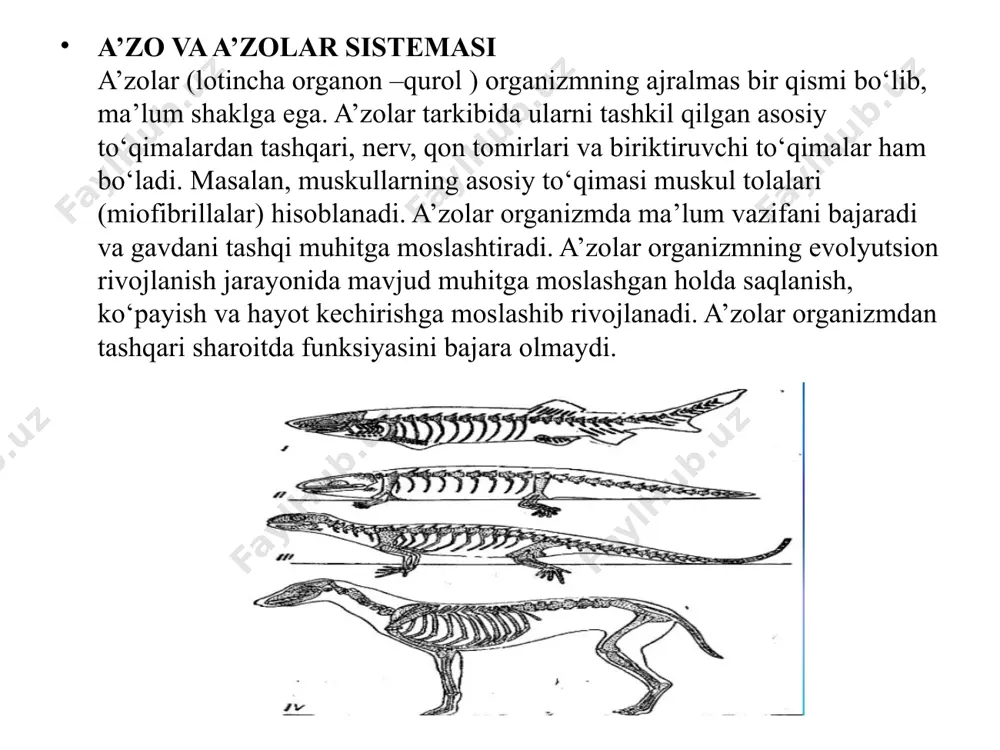 a oshishi ozmi-koʻpmi (irsiy belgilangan reaksiya normasi chegarasida) tashqi muhit taʼsiri bilan bogʻliq. hayvonlarda ontogenez jarayonlarini boshqarishda nerv va endokrin sistemasi muhim ahamiyatga ega. ontogenez jinsiy koʻpayadigan koʻp hujayrali hayvonlarda, ayniqsa, murakkab sodir boʻladi. ular ontogenezida ontogenezning murtakkacha (proembrional), murtak (embrional), murtakdan keyingi (postembrional), voyaga yetgan davrlari boʻladi. proembrional davr jinsiy hujayralarning yetilishi (gametogenez) va urugʻlanish davrini; embrional davr embrionning tuxumdan yoki embrion pardadan chiqqungacha, postembrional davr jinsiy voyaga yetgunga oʻtgan davrni, voyaga yetgan davr esa organizmning yetuklik va keksaygan holatini oʻz ichiga oladi. hayvonlarda ontogenezning 3 tipi maʼlum: 1) lichinkalik — tuxum poʻstidan ancha erta chiqqandan soʻng organizm lichinka holida xayot kechiradi, lichinka davri oxirida esa metamorfoz yuz beradi; 2) tuxum qoʻyuvchi — murtak uzok, vaqt tuxum ichida rivojlanadi, lichinka davri boʻlmaydi; 3) ona qornida urugʻlangan tuxum — tuxum yoʻlida rivojlanadi, bunday holatda baʼzan murtak bilan ona organizm oʻrtasida yoʻldosh orqali bogʻlanish yuz beradi. anʼanaviy ravishda ontogenezni embriologiya oʻrganar …