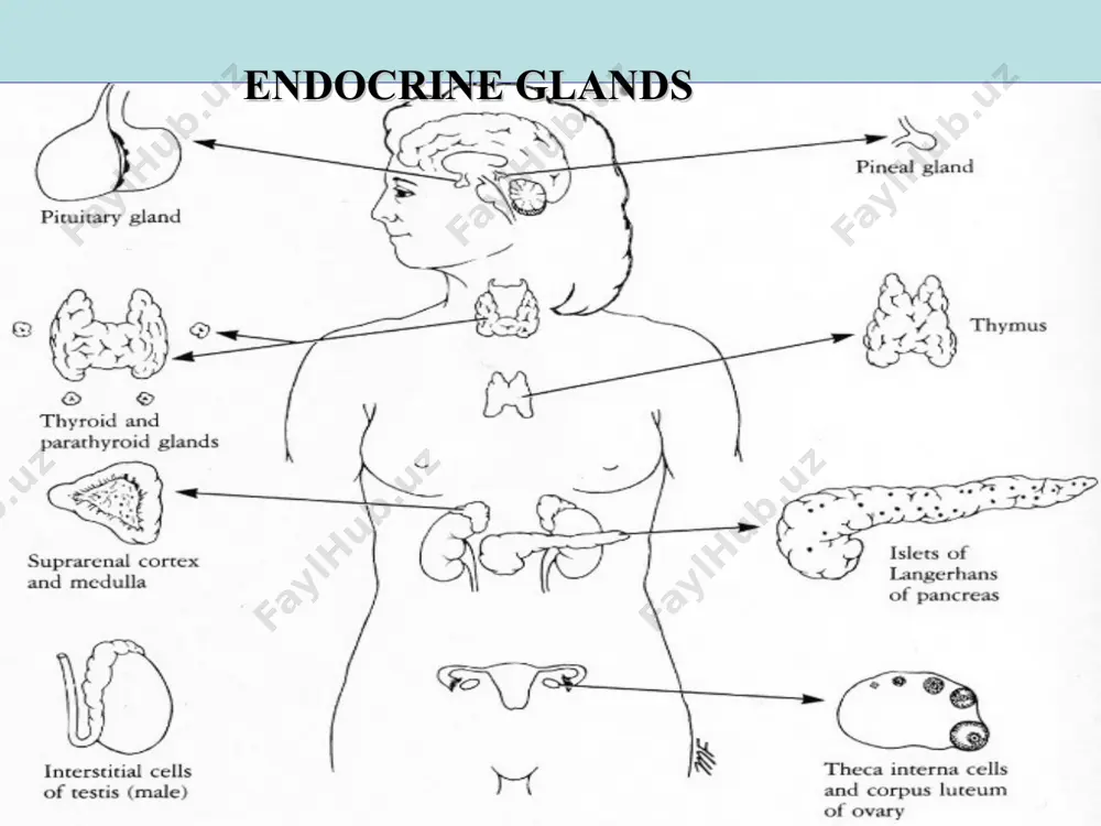 ules) → colloid. b. iodide → (iodide pump) → iodide oxidation in cytoplasm → colloid → bound to tyrosine residues of thyroglobulin → iodated thyroglobulin. c. iodated thyroglobulin → (tsh, microvilli) → endocytic vesicles →lys → t3 & t4. function of t3, t4: a. elevate the basal metabolic rate. b. influence the body growth and nervous system development during fetal life. modulation of t3, t4 secretion: hypothalamus-pituitary-thyroid axis pathological state hypothyroidism exophthalmic goiter in adults, thyroid hormone overproduction underproduction myxoedema hyperthyroidism a consequence of an increase in body’s metabolism: clinical features: ★ feeling hot ★ increased sweating ★ weight loss, with proximal muscle weakness ★ rapid heart rate ★ anxiety and restless hyperactivity ★ diarrhoea thyroid hormone deficiency slows body processes: clinical features: ★ dry, puffy skin ★ inability to keep warm ★ weight gain ★ a slow heart rate ★ loss of energy and appetite ★ constipation pathological state …