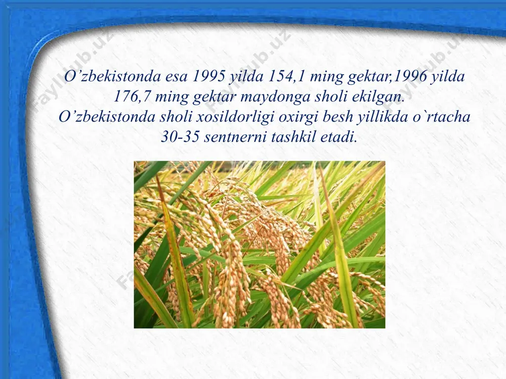 sholi - biologiyasi va yetishtirish texnologiyasi - Page 4