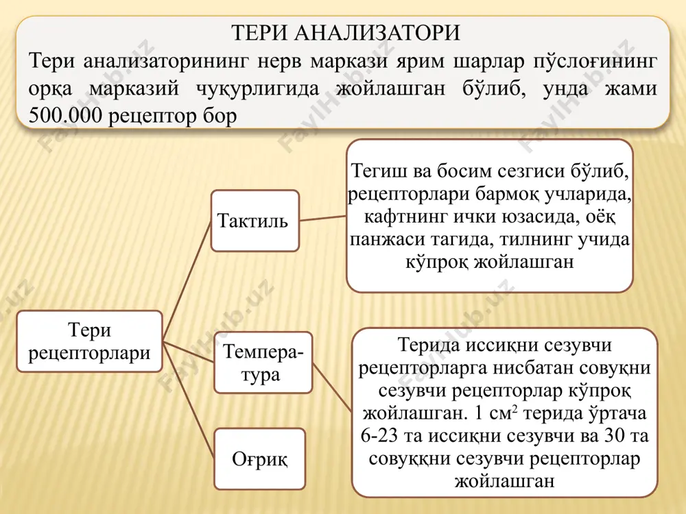 analizatorlarning yosh xususiyatlari va gigienasi - Page 5