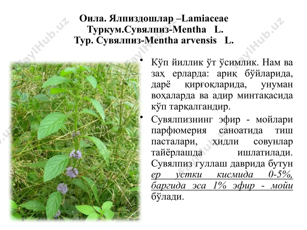 dir va tog’ zonasida o’sadi. gullari to’q sariq, tibbiyotda ishlatiladi. moychechak –matricaria. bir yillik o’t o’simlik. barglari ikki karra patsimon qirqilgan. poyasi bir yoki bir nechta bo’lib, tik yoki ko’tarilib o’sadi. tepa qismidan shoxlangan, hidli, dorivor o’simlik. qoqio’t-taraxacum .turkumiga ko’p yillik, ikki yillik ba'zan bir yillik, o’q ildizli, hamma qismida sut-shira saqlovchi o’simliklar kiradi. bu turkumning o’zbekistonda 26 ta turi o’sadi. dorivor qoqio’t (momoqaymoq)-taraxacum offtcinalis. respublikamizning hamma joyida keng tarqalgan o’simlikdir. ko’p yillik o’t. barglari yerbag’irlab yoki ko’tarilib o’sadi. yo’l bo’ylarida, ariq chekkalarida, bog’larda, aholi yashaydigan joylarda o’sadi. barglari patsimon qirqilgan, ildiz bo’g’zida joylashgan. guldor poyasi yo’g’onlashgan, bargsiz uchki tomoni yakka savatcha bilan tugaydi. gul o’rni tuksiz, mayda chuqurchali. gullari noto’g’ri, 2 jinsli. mahalliy aholi dorivor qoqio’tni tuzli suvda yuvib, ovqatga ishlatadi. bundan tashqari, dorivor o’simlik sifatida ham foydalaniladi (ko’krak og’rig’i, kamqonlik, darmonsizlanish kabi kasalliklarni davolashda). image1.jpeg image2.jpeg image3.jpeg image4.jpeg image5.jpeg image6.jpeg image7.jpeg image8.jpeg image9.jpeg image10.jpeg image11.jpeg image12.jpeg