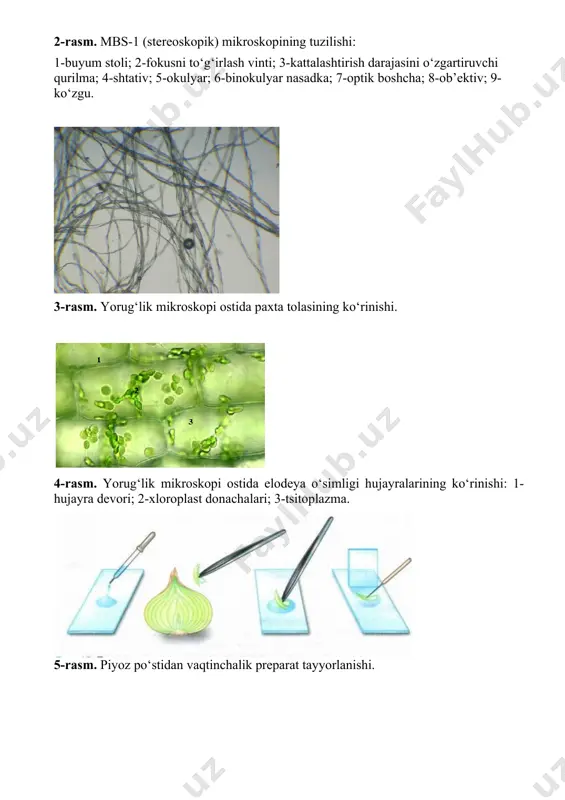 on. 8. yorituvchi tavsiya etilgan adabiyotlar 1. tibbiy biologiya va genetika p.x.xoliqov, a.q.qurbonov, a.o.daminov, m.v.tarinova; toshkent, 2019, 2022 2. meditsinskaya biologiya i genetika p.x.xaliqov, a.k.kurbanov, a.o.daminov, m.v.tarinova; tashkent, 2022 3. biologiya. xoliqov p.x., sharafiddinxo’jaev n.sh., olimxo’jayeva p.r. va boshqalar.toshkent., «o’zbekiston milliy ensiklopediyasi» 2005-yil 584-bet. 4. biologiya. uchebnik dlya meditsinskix spetsialnыx vuzov., v.n.yarыgin i dr. - moskva., vыsshaya shkola., 2011, 2018 5. meditsinskaya biologiya i genetika. uchebnik dlya studentov meditsinskix spetsialnыx vыssh. uchebnыx zavedeniy., k.n.nishanbaev., p.r.alimjodjaeva., d.x.xamidov. - tashkent., uzbekistan milliy entsiklopediyasi., 2008g. - 432 str. 6. meditsinskaya biologiya i obщaya genetika ., l.p.gavrilova i dr ., gomel 2012 ёруғлик микроскопининг асосий қисмлари механик қисм оптик қисм ёритувчи қисми таглик, штатив, тубус, тубус тутқич, буюм столчаси, клеммалар револвер, макровинт, микровинт буюм столчаси ва конденсорни ҳаракатлантирувчи винтлар окуляр объектив кичик катталаштирувчи объектив 8х иммерцион объектив 90х катта катталаштирувчи объектив 20х,40х,60х кўзгу ирис диафрагмаси конденсор ёруғлик нурини йўналтиради линзалар системасидан иборат бўлиб, ёруғлик …
