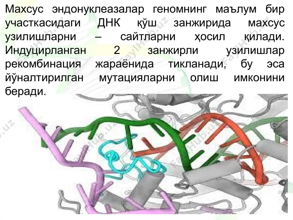 ucleases, ya'ni transkriptsiyani faolllashtiruvchilarga o'xshash effektor nukleazalar) va crispr/cas9 (clustered regularly interspaced short palindromic repeats, ya'ni - muntazam bir-biridan bir xil uzoqlikda joylashgan qisqa palindromik guruxlar takrorlari). ushbu tizimlar odam, o'simliklar va hayvonlar xujayrasida yuqori samarali ishlarni amalga oshirish va ular uchun konstruktsiyalar tuzishning nisbatan soddaligi bilan farq qiladi. bu kabi texnologiyalar genomlar ustida turli xil manipulyatsiyalarni amalga oshirishda faol qo'llanilmoqda va bu orqali transgen va mutant hayvon va o'simliklar yaratish hamda kulturalanadigan odam plyuripotent xujayralari asosida kasalliklar modelini yaratish va tadqiq etish kabi bir qator murakkab muammolarni hal etish uchun imkon yaratadi. bundan tashqari epigenomikasini o'rganish va xromosoma lokuslarini xujayra tsiklida o'tkazish uchun talen dnk- bog'lovchi domenlari asosidagi ximerik oqsillar va faoliyati to'xtatilgan (inaktivatsiya) cas9 nukleazalaridan genlar transkriptsiyasini boshqarish bo'yicha olib borilgan tajribalarda foydalanilgan. 2011 yilda genomlarni yuqori darajadagi aniqlikda tahrirlash imkonini beruvchi usullar qatorida talen tizimi ham nufuzli “nature methods” halqaro jurnali tomonidan yil texnologiyasi deb tan olindi. …