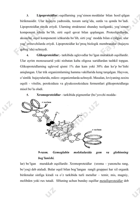 klarda umumiy oqsil miqdorining 10 % dan oshmaydi. masalan, oqsil ko’p bo’lgan o’simlik loviyada oddiy oqsil 20-30% bo’lsa, murakkab oqsil 2-3 % ni tashkil etadi. shunga qaramasdan, nuklein kislotalar shu organizmda sintezlanadigan oqsillarning aminokislota tarkibi va strukturasini belgiluvchi informatsiyani saqlaydi, hamda uning sintezini ta`minlaydi. nuklein kislotalarning kimyoviy strukturasi birinchi marta 1929 yil kossel va 1931 yilda leven tomonidan aniqlangan. nuklein kislotalar mononukleotidlardan tashkil topgan. nukleotidlar esa gidrolizlanganda (kislota, ishqor yoki ferment ta`sirida) bir molekula fosfat kislota ajratib nukleozidlarga aylanadi, nukleozid esa bir molekula pentoza (dnkda dezoksiriboza, rnkda riboza) va bir molekula azotli asosning birikmasidir. nuklein kislotalar (polinukleotidlar) fosfat polinukliotidaza mononukleotidlar fosfat nukleotidaza h3rо4 nukleozidlar fosfat nukleozidaza pentoza azotli asos nuklein kislotalar tarkibiga kiruvchi azotli asoslar ikki хil bo’ladi: purinli va pirimidinli asoslar. purinli asoslar - purin, adenin, guanin: purin adenin (a) guanin (g) pirimidinli asoslar - timin, tsitozin, uratsil: oh nh ohn 2 n n n ch3 n hohoho n …