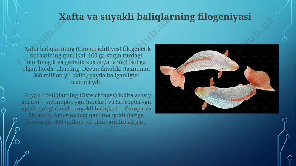 tog'ayli va suyakli baliqlarning sistematikasi - Page 4