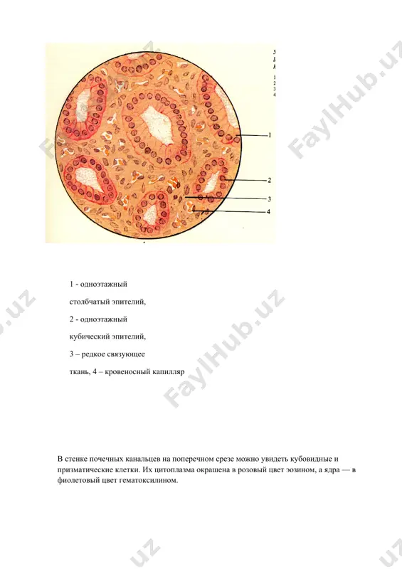 klitka praparati - Page 4