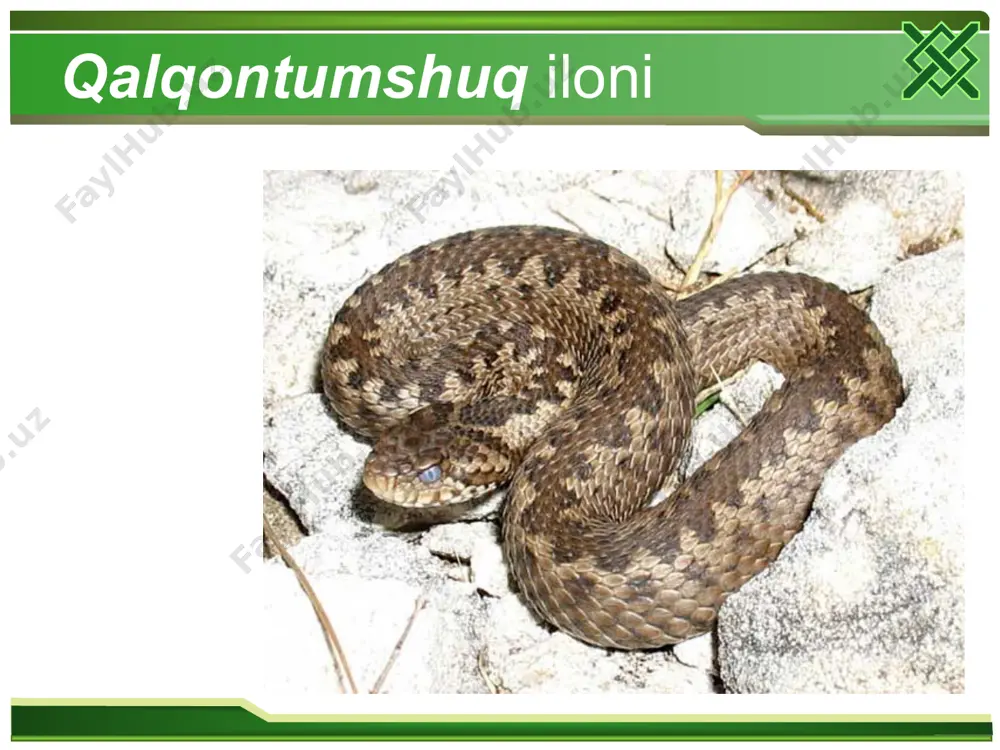ilonlar (ophidia) kenja turkumi vakillari biologiyasi tarqalishi - Page 5