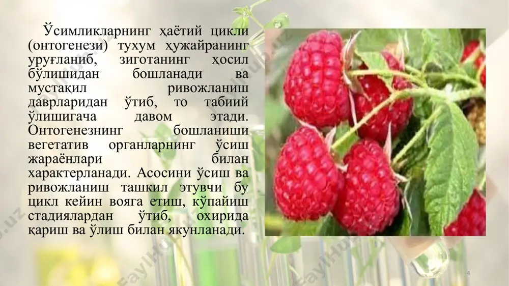 окида содир бўлишини кўрсатади. эндосперма бошқа тўқималарга фитогормонлар дастлаб оқиб кела бошлайди. кейинчалик эса ўзлари фитогормонларни синтез-лайди ва ҳатто аукцинларни атрофга чиқаради. пишган уруғларда эса бу жараён тўхтайди. * ювенил босқичда дастлаб сувни шимиб олиб бўртиши, эмбрионал тўқималарнинг ўсиши билан уруғ қобиғи ёрилади. ўсиш жараёнида заҳира моддалар (ёғлар, оқсиллар, полисахаридлар) оддий моддаларга (аминокислоталар, моносахаридлар, ёғ кислоталари ва бошқалар) парчаланади. натижада муртакнинг ўсиши бошланади, уруғлар заҳира моддалардан бўшаб буришади ва қурийди. уруғбаргчалар ер юзасига чиқиб, яшил тусга киради ва автотроф озиқланишга ўтади. чин барглар ҳосил бўлгандан кейин уруғбаргчалар тўкилиб кетиши мумкин. * уруғ муртагидан ўсиб чиққан илдизчаларда гиббереллин, цитокининларнинг синтези бошланади ва уларнинг бир қисми пояга ўта бошлайди. натижада ёш илдизчалар туп-роқдан озиқлана бошлайди. фитогормонлар билан таъминланган гипокотил (асосан икки паллалилар уруғида) ёки мезокотил (бошоқлиларда)нинг чўзилиши натижасида поя ўсади. ер устига чиққан ва этиолланган поячада эпикотил (биринчи ҳақиқий бўғим оралиғи) ва баргларнинг ўсиши жадаллашади. ёш ўсимликларда хлорофилл ҳосил бўлиши натижасида автотроф …