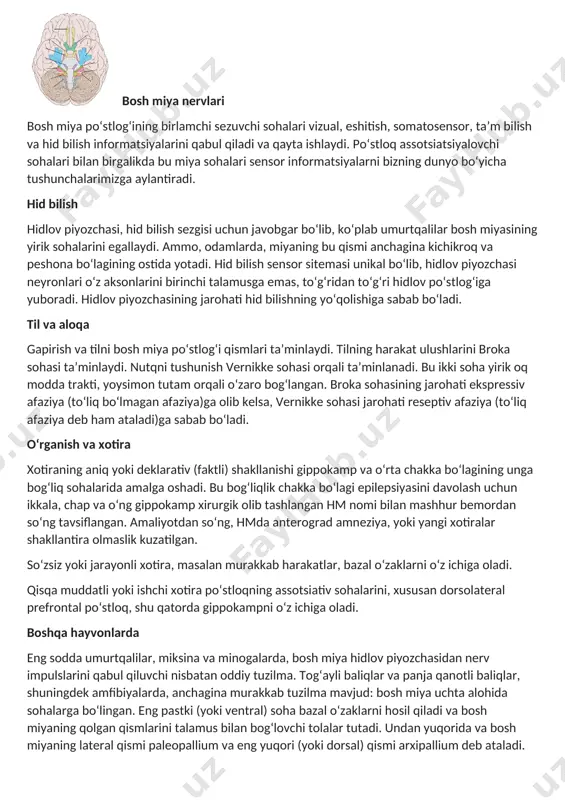 larini yuboradi va u yerda muskullarni innervatsiya qiluvchi pastki harakatlantiruvchi neyronlar bilan sinapslar hosil qiladi. poʻstloqdagi tasodifiy oʻgarishlar natijasida harakatlantiruvchi sohalarning zararlanishi ma’lum turdagi harakatlantiruvchi neyron kasalligiga olib kelishi mumkin. bu turdagi zararlanish natijasida total shol emas, muskul kuchi va aniqligi yoʻqolishiga olib keladi. u sensor tushunish, xotira, fikrlar va xulosalar qilish markazi sifatida ishlaydi; bosh miya shuning ixtiyoriy harakat faoliyati markazi sifatida ham ishlaydi. sensor protsessing bosh miya nervlari bosh miya poʻstlogʻining birlamchi sezuvchi sohalari vizual, eshitish, somatosensor, ta’m bilish va hid bilish informatsiyalarini qabul qiladi va qayta ishlaydi. poʻstloq assotsiatsiyalovchi sohalari bilan birgalikda bu miya sohalari sensor informatsiyalarni bizning dunyo boʻyicha tushunchalarimizga aylantiradi. hid bilish hidlov piyozchasi, hid bilish sezgisi uchun javobgar boʻlib, koʻplab umurtqalilar bosh miyasining yirik sohalarini egallaydi. ammo, odamlarda, miyaning bu qismi anchagina kichikroq va peshona boʻlagining ostida yotadi. hid bilish sensor sitemasi unikal boʻlib, hidlov piyozchasi neyronlari oʻz aksonlarini birinchi talamusga emas, toʻgʻridan toʻgʻri …