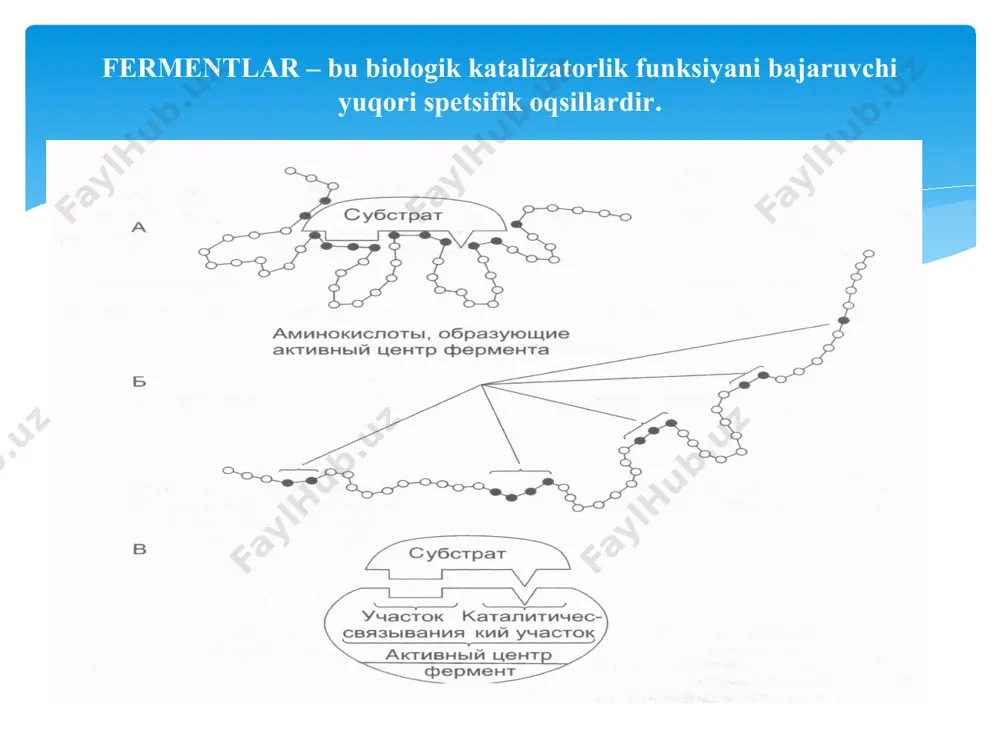 ), flavinli (fad, fmn), pantotenatli (koa, defosfo-koa, 1-fosfopantotenat), nikotinamidli (nad, nadf), piridoksinli (palf, pamf), flavinli (tgfk), kobamidli (metilkobalamin, dezoksimetilkobalamin), biotinli (karboksibiotin), lipoil (lipoamid), xinonli (ubixiron, plastoxinon) va karnitinli (karnitin). vitamin bоlmagan: nukleotidli (udfgk), fosfomonosaxaridli (glyukozo-1,6-difosfat, 2,3-difosfoglitserat), metalloporfirinli (gemlar, xlorofillar) va peptidli (glutation) bоlinadi. kofaktorlar: oqsilning uchlamchi qurilishini оzgarishi va ferment xamda substrat orasida komplementarlikni yaratish; reaksiyada yana bir substrat sifatida qatnashish (donor, akseptor sifatida qatnashish). kofaktorlarning asosiy vazifasi: 1. trivial va ishchi nomenklatura 2. sistematik nomenklatura ferment sistemtik nomi quidagicha tuziladi: - substrat nomi - koferment nomi - katalizlovchi reaksiya turi l-laktat – nad - oksidoreduktaza fermentlar nomenklaturasi bir xil funksiyani bajaruvchi, ammo fizik-kimyoviy hususiyatlari bilan farqlanuvchi fermentlar izofermentlar deyiladi. ular joylashishi bilan xam farqlanadi. masalan: ldg – 5 izoforma kfk – 3 izoforma izofermentlar quidagi 2 turdagi ingibirlanish tafovutlanadi: 1.qaytar ingibirlanish e+j ↔ ej 2. qaytmas ingibirlanish e+j → ej fermentativ reaksiya tezligini susaytiruvchi omillar ingibitorlar deb nomladi metallar …