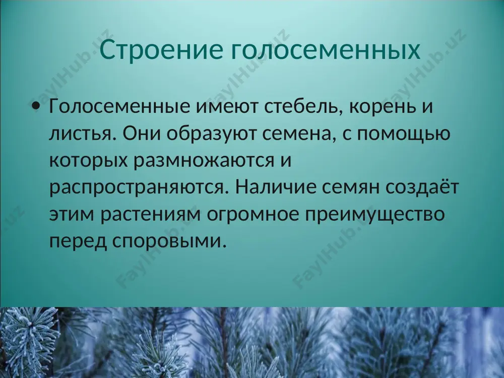 кий (веллингтония, мамонтово дерево), высота до 100 м и диаметр до 10 м. живет до 3-4 тыс. лет. это одно из самых высоких деревьев. отдельные небольшие рощи секвойядендрона только в калифорнии (западный склон сьерра-невады), заповедные. разводят как декоративное в парках и садах во многих странах мира. пихта и сосна сибирская (кедр) пихта сосна сибирская лиственница секвойя эфедра – низкорослый кустарник кипарис – дерево средиземноморья там же растёт туя можжевельник растение криптомерия любимо китайцами и японцами хвойные южного полушария. араукария вельвичия удивительная из пустыни намиб лиана гнетум саговник гинкго двулопостной из древесины хвойных изготавливают мебель, бумагу; её используют при строительстве зданий, изготовлении музыкальных инструментов, карандашей. живица хвойных используется для получения канифоли, скипидара. отдушки хвойных используются при изготовлении кремов, шампуней, мыла. лиственница даёт человеку древесину, не гниющую в воде и не уступающую по крепости металлу.