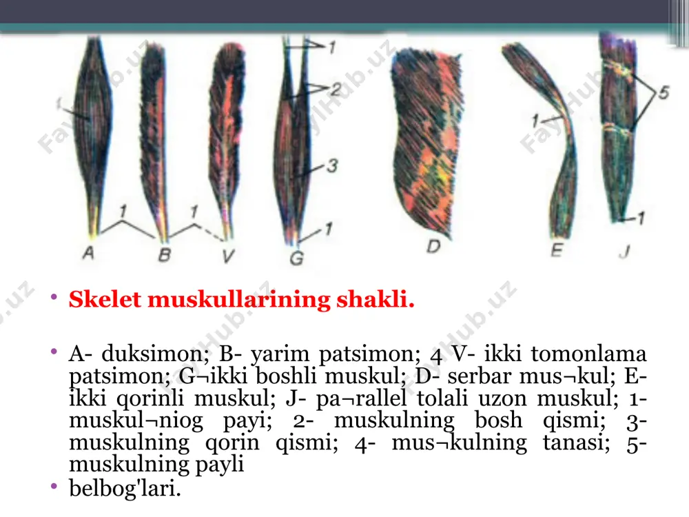 h harakatini bajaradi. www.arxiv.uz sonning orqa tomonida sonning ikki boshli, yarim pay, yarim pardasimon muskullari joylashgan. vlar chanoq bo'g'imini yozishda, tizza bo'g'imini bukishda ishtirok etadi. boldirning oldingi yuzasida katta boldirning oldingi muskuli, 2-5-barmoqlarni yozuvchi uzun muskul, bosh barmoqni yozuv¬chi uzun muskullar bo'lib, ular oyoq-panja bo'g'imlarida yozish harakatlarini bajaradi. boldirning orqa yuzasidagi uch boshli, tizza osti, katta boldirning orqa yuzasidagi bosh barmoqni bukuvchi uzun, 2-5-barmoqlarni bukuvchi uzun muskullar, oyoq-panja bo'g'imlarida bukish harakatlarini bajaradi. boldirning yon tomo¬nida kichik boldirning uzun va kalta muskullari joylashgan. www.arxiv.uz image2.jpeg image3.jpeg image4.jpeg image5.jpeg