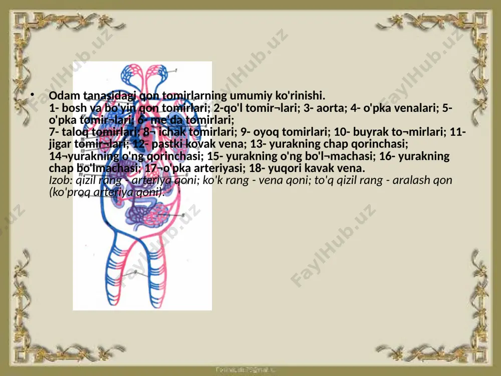 o`mrov osti, qo`ltiq, yelka, bilak sohasi arteriyalarining taraqqiyoti - Page 5