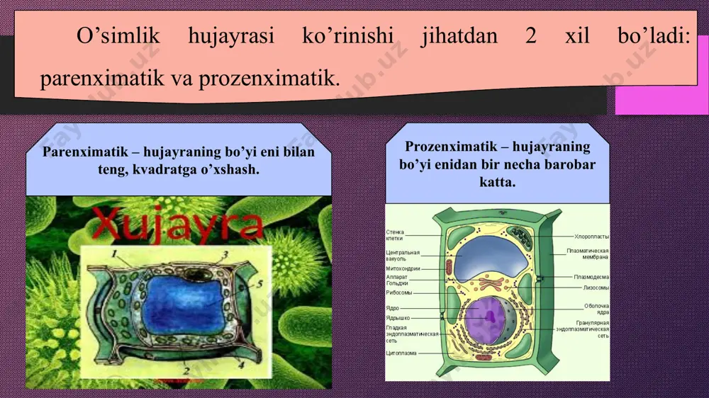 yoqchalar ko'rinishida to‘planadi. 0 ‘simlik hujayralarida bir nechtadan bir necha yuztagacha ga uchrashi mumkin. ga ni membranasi endoplazmatik to‘r va plazmolemma membranasi bilan tutashgan bo'ladi. ga plazmolemma va hujayra qobig‘ini shakllanishida ishtirok etadi. shuningdek, ga, vezikulalari tufayli hujayralarda sekretorlik ya’ni shilimshiqsimon-suyuq moddalarni chiqarib tashlashda ham qatnashadi. golji apparatining diktiosomalarida gliko-proteinlar va gliko-lipidlar shakllanadi. ribosoma. ribosomalaming har biri ikkita nukleoproteiddan iborat bo‘lib diametri 20-30 nm. ular katta va kichik bo‘lakchalardan tuzilgan, bo‘lib kattasining diametri odatda 12-15 nm, kichigi esa 8-12 nm atrofida bo’ladi. u yadrochada sintezlanadi va sitoplazmaga tushib mrnk molekulasida yig’iladi. mitoxondriyalar. mitoxondriyalar ham xuddi xloroplastlarga o ‘xshash yadro membranalaridan uzilib chiqqan pufakcha-initsial tanalardan hosil boradi. mitoxondriyalar ham qo‘sh membranali organoiddir.asosiy energetik jarayonlar va atf sintezi shu organoidda boradi. 0 ‘simlik hujayrasi mitoxondriyalarining uzunligi 1-5 mkm, diametri 0,4-0,5 mkm boradi. bitta hujayrada 50-2000 atrofida mitoxondriyalar bo’lishi mumkin. lizosomalar-membranalar bilan chegaralangan organoidlardir. ular endoplazmatik to‘r yoki golji apparatidan hosil bo‘ladi. xulosa …