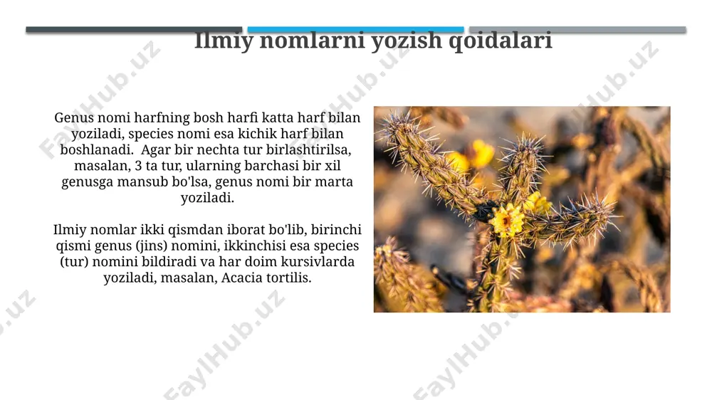 инг чиришига олиб келади. ikki nomli nomenklatura (binomial nomenklatura) binomial nomenklatura tizimi taxminan 1,5 milliondan ortiq oʻsimlik va hayvon turlarining ilmiy nomlarini standartlashtirishda muhim rol oʻynaydi va taksonomiy tasniflashda aniqlikni ta’minlaydi. ikki nomli nomenklaturada yozilgan ilmiy nomlar kursivdagi harflar bilan yoziladi va genus nomi harfning bosh harfi katta harf bilan yoziladi, species nomi esa kichik harf bilan yoziladi; masalan, acacia tortilis. o'simliklarning generativ organlarini o'rganish polen donalarining shakli, o'lchami va sirt tuzilishi (echinulyar, skulpturaviy, silliq), taxminan 100x kattalashtirishda aniqlangan taksonomik belgilar hisoblanadi. o'simliklarning generativ organlarini, masalan, 5-10 ta turli gul tuzilishiga ega o'simliklarni mikroskop ostida batafsil o'rganish morfologik xususiyatlarini aniqlashga yordam beradi. e'tiboringiz uchun rahmat @taqdimot_robot image1.jpg image2.jpg image3.jpg image4.jpg image5.jpg image6.jpg image7.jpg image8.jpg image9.jpg image10.jpg image11.jpg image12.jpg