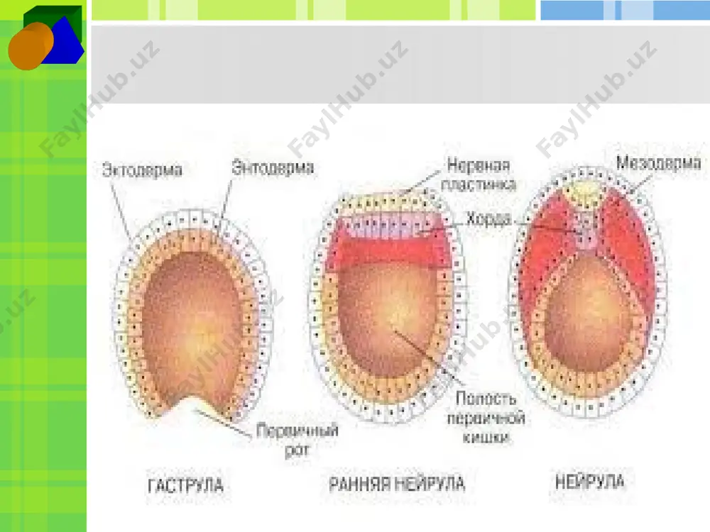 organogenez mezoderma hosilalari - Page 3