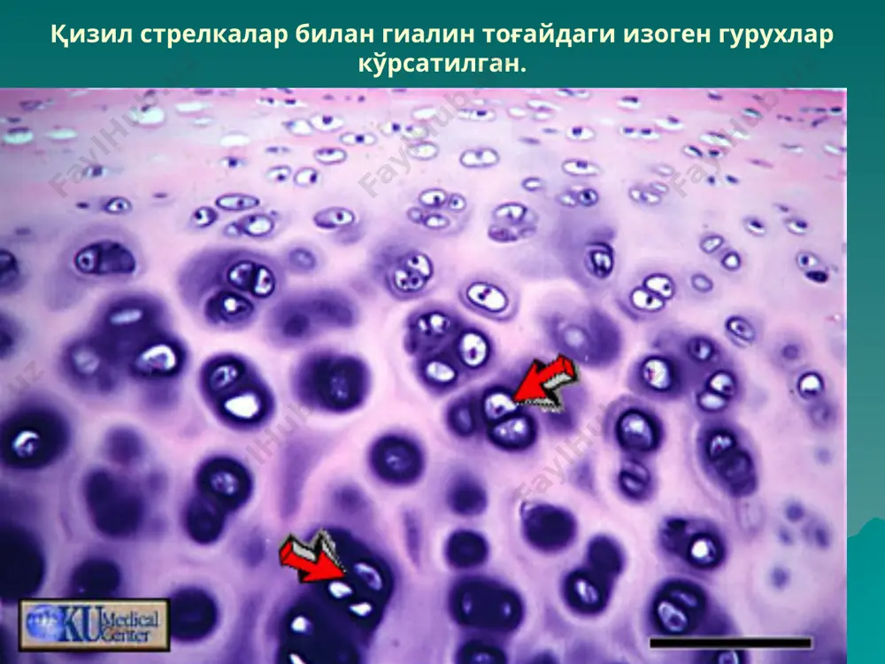 теоцитлар – ҳужайра ва ҳужайралараро модда орасидаги модда алмашинувини таъминлаб туради остеокластлар – суяк парчаловчи ҳужайралар остеобласт ультраструктураси (схема) 4 – ядро, 5 – донадор эпт, 6 – митохондриялар, 7 – голжи комплекси, 8 – остеоид, 9 – суяк матрикси. остеобластнинг электрон микрофотографияси. донадор эпт, голжи комплекси яхши ривожланган (ядро яқинида), ҳужайра яқинида (суратнинг юқори қисмида) унинг ҳаётий фаолият махсулотлари жойлашган: кўндаланг кесилган коллаген толали суякнинг органик матрицаси – остеоид ва тўқ рангли масса кўринишига эга бўлган минераллашган суякнинг асосий моддаси остеоцит: в – схема; г – сэм остеокластнинг ультраструктураси – схема 5 – донадор эпт, 6 – митохондриялар, 7 – голжи комплекси, 9 – суяк матрикси, 10 – остеокластнинг ядролари, 11 – эрозион лакунанинг туби. i – бурмадор жияк (а-плазмолемма бурмалари, б-микроворсинкалар); ii – ёруғ зона (микронайчалар ва микрофиламентлар); iii – вакуоляр зона (в-вакуолалар, г-везикулалар); iv – базал зона. остеокласт бурмадор жиякнинг кўп сонли цитоплазматик ўсмалари суяк юзасига йўналган. …