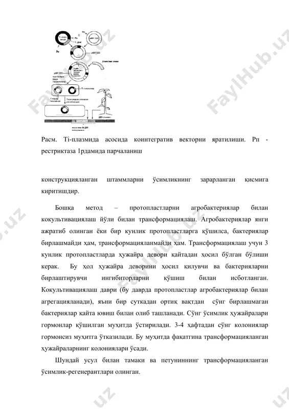 ни иссиқсевар ўсимликларни совуққа чидамли қилиш учун уларга киритилади. хайвонлар ген инженерлиги ген инженерлиги методларининг яратилишига қадар, 2 та соматик ҳужайраларни қўшиш йўли билан генлар кўчирилган. агар ҳужайраларнинг 2 та линиясини биргаликда полиэтиленгиликол ёки инактивланган сендай вируси иштирокида инкубация қилинса, бу 2 та ҳужайра линияларининг ядролари қўшилади. ҳосил бўлган гибрид ҳужайраларни селектив муҳитда ажратиб олиш мумкин. бунда маълум бир белгилар ва маълум бир хромосомалар ўртасидаги мувофиқликни аниқлаб янгидан-янги генлар харитасини тузиш мумкин бўлади. гибрид ҳужайра кўпайиши давомида битта ёки иккала она ҳужайраларни хромосомаларини йўқотиши, ҳамда йиллар давомида репрессияланган генлар экспрессияланиши мумкин. баъзи ҳолларда она ҳужайра линиясида «ишламаган» ген, гибрид ҳужайраларда «ишлаши» мумкин. вирус генларини жойлаштириш ва кўчириш 1976 йили ениш сичқон ҳужайраларига бегона генларни киритиш ва бу белгиларни наслдан-наслга ўтишини амалга оширган. лекин рекомбинация ва клонлаш методи ўша вақтда унчалик ривожланмаганлиги сабабли генларни киритишда вируслардан вектор сифатидагина фойдаланилган. сичқон лейкози вируси кирадиган синф вирусларига олимлар томонидан генларни кўчириш учун самарали …