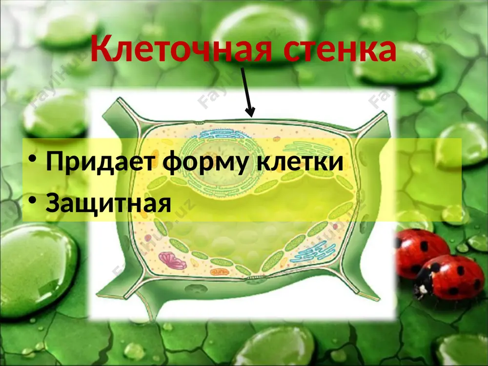 особенности растительной клетки - Page 3