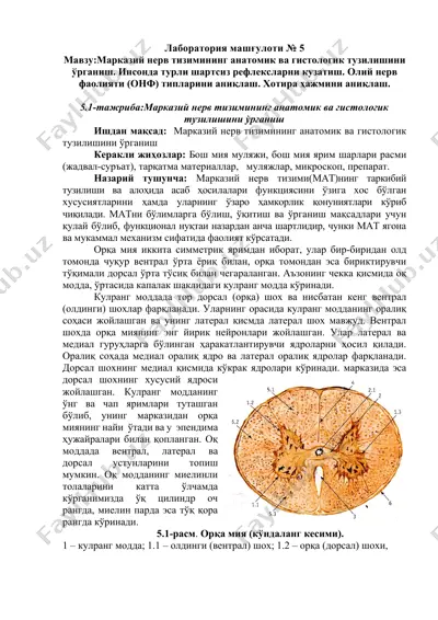 laboratoriya mashg‘uloti № 5 — DOCX