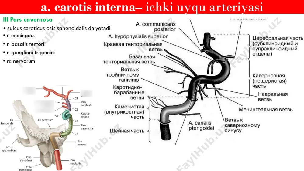 anatomiya angiologiya dars 4 - Page 5
